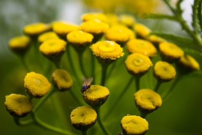 Macro lens in the past
